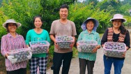 资阳乐至：一颗李子甜到福建